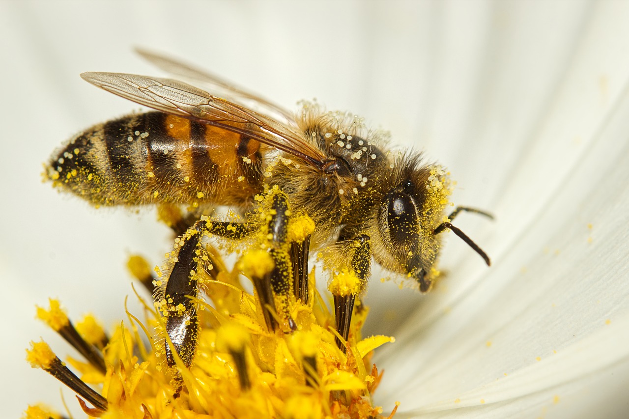Chemiefreie Bienenzucht