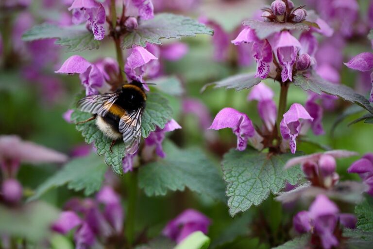 Purpurrote Taubnessel